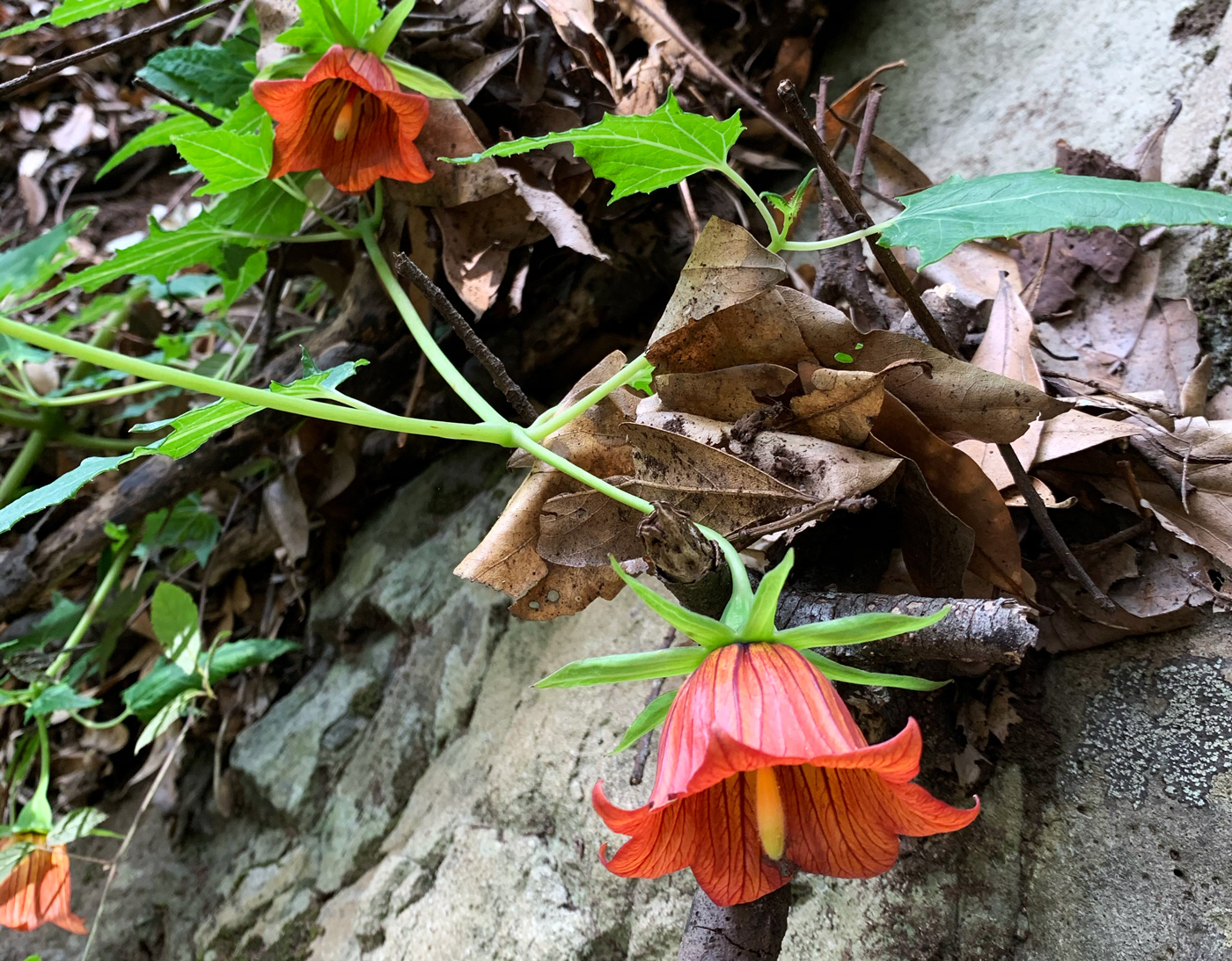 Las Carboneras a Chinamada #3