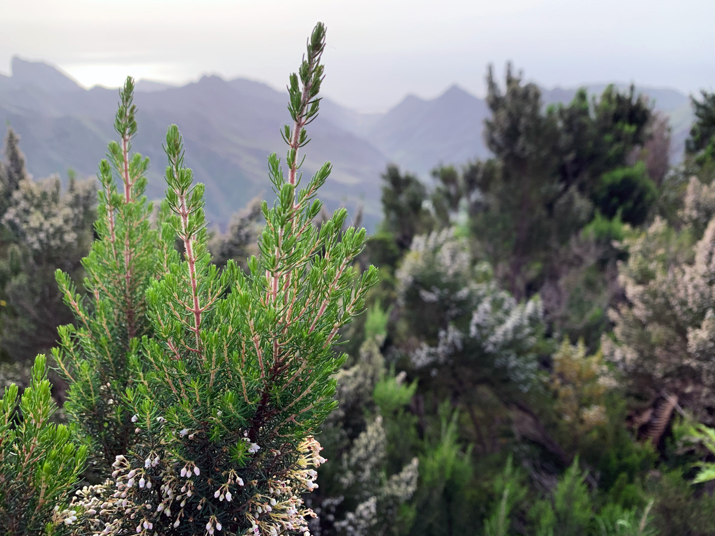 Mirador del Llano de los Loros #1