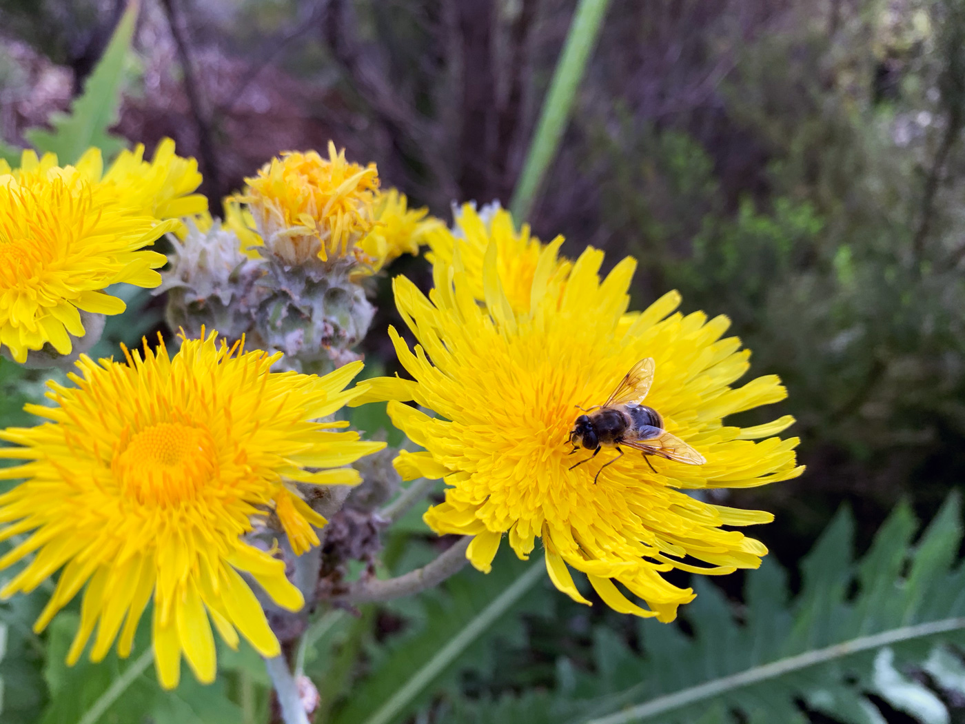 Mirador del Llano de los Loros #3
