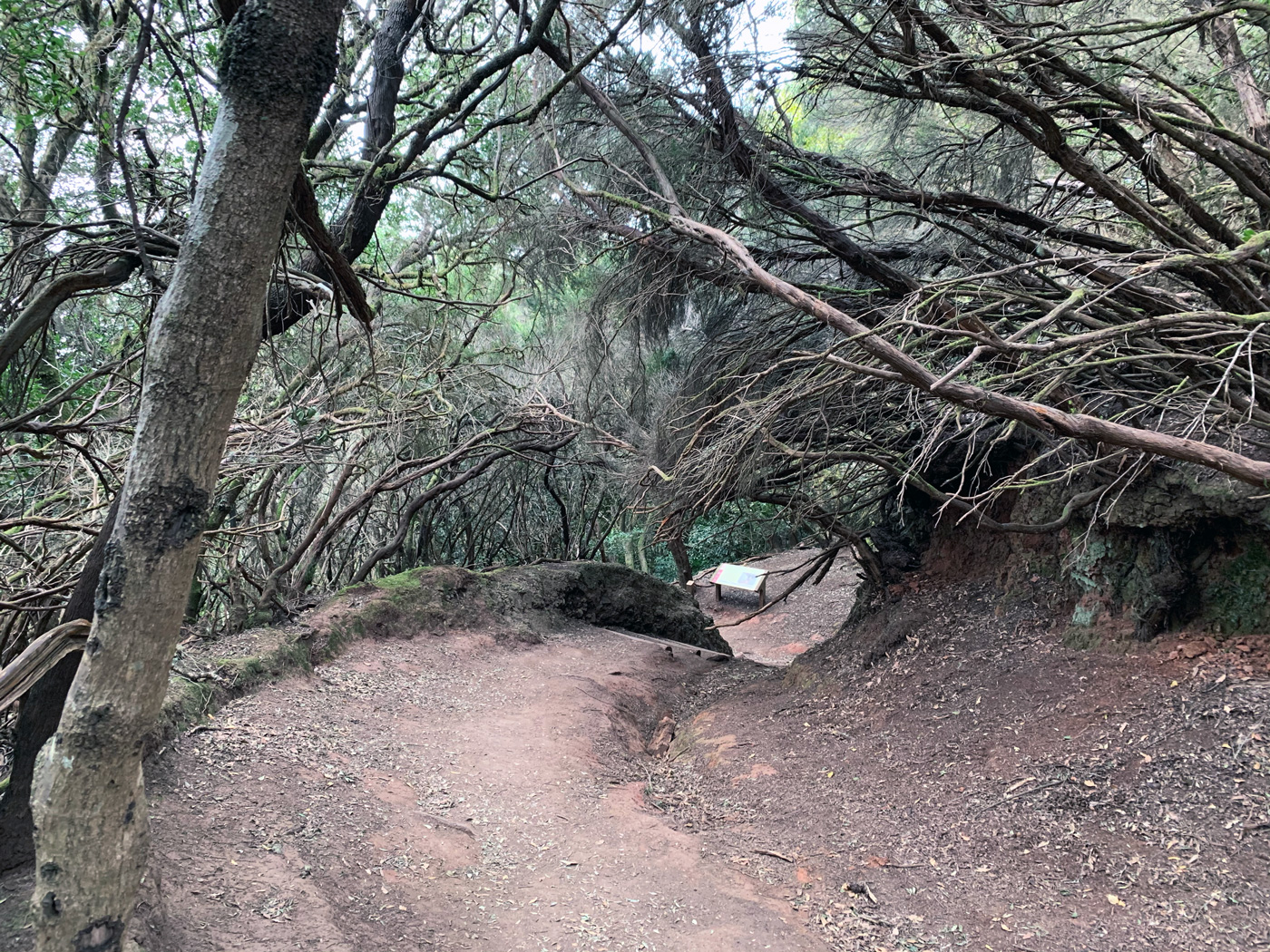 Sendero de los Sentidos #1