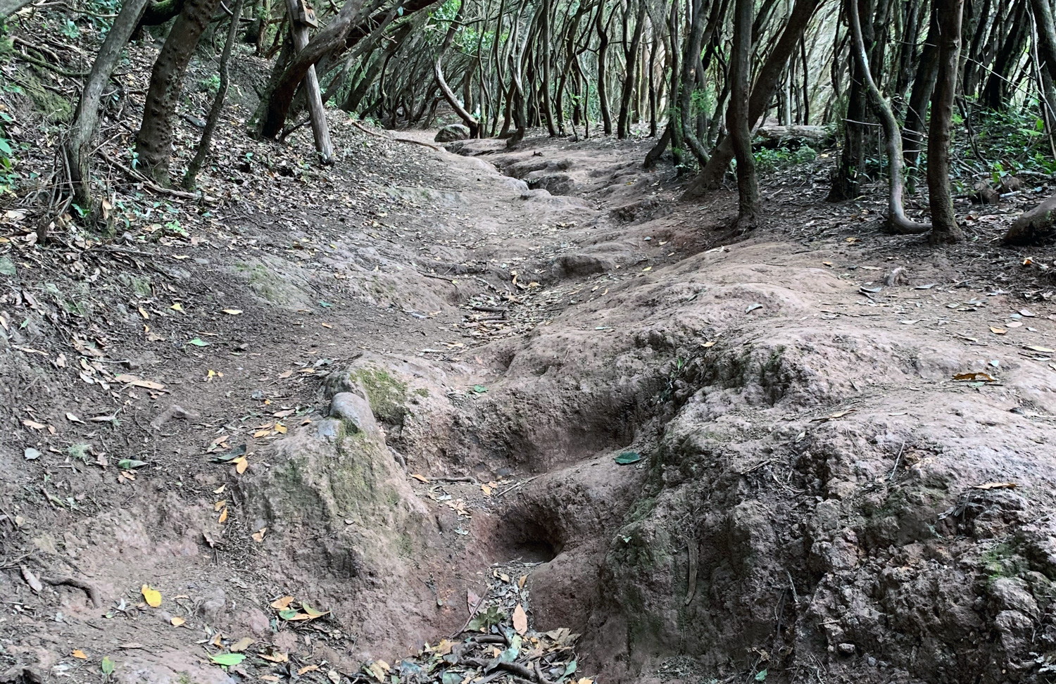 Sendero de los Sentidos #5